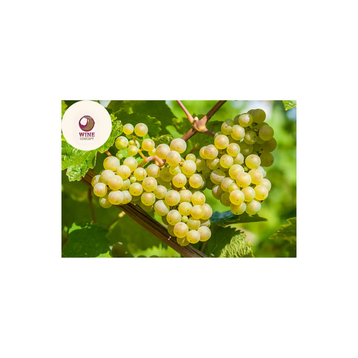 La-vida-secreta-de-las-uvas-blancas 0es3.store