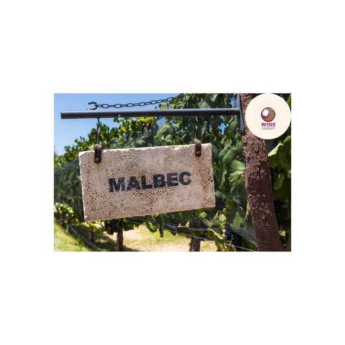 🍇 La diferencia de sabor en una Malbec: por qué nunca es la misma