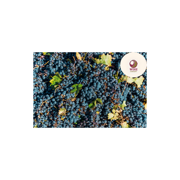 ¿Cuándo se da mejor el Malbec?