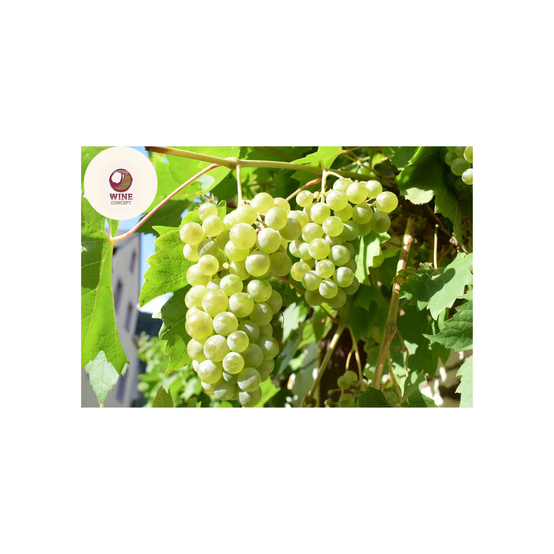 🍃 Altura vs clima: cómo se construye la frescura en el vino 0es3.store