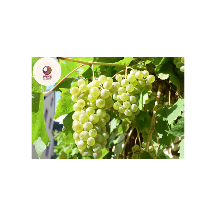 🍃 Altura vs clima: cómo se construye la frescura en el vino 0es3.store