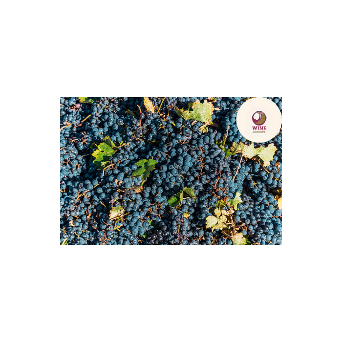 🍇 El Malbec como punto de partida, no como límite