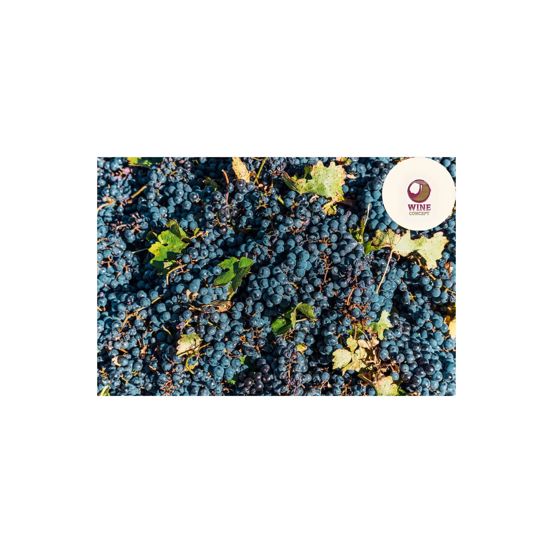 🍇 El Malbec como punto de partida, no como límite 0es3.store
