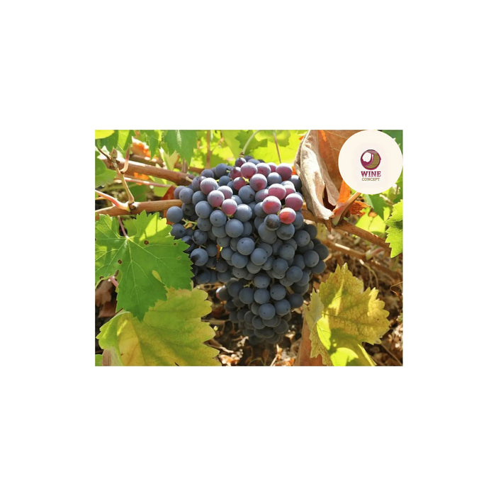 🍇 Criollas argentinas: de uvas invisibles a vinos actuales 0es3.store