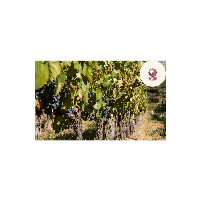 🍷 Malbec de altura vs. Malbec de calor 0es3.store