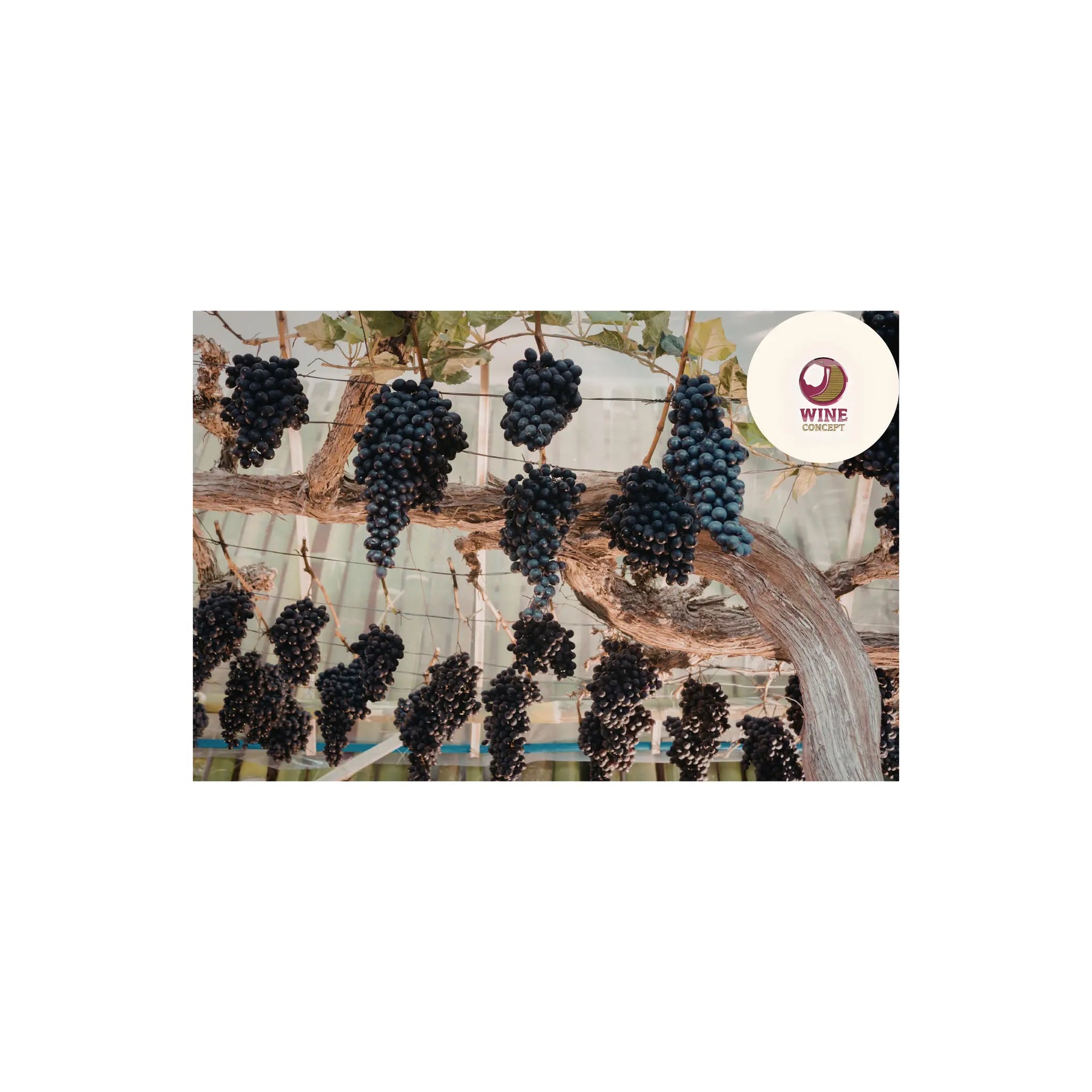 🍷 Merlot vs Cabernet Sauvignon 0es3.store