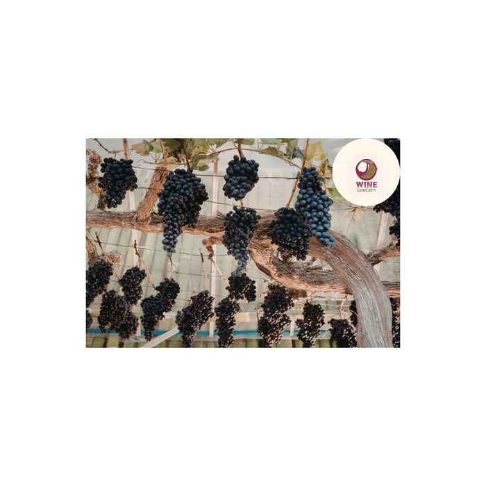 🍷 Merlot vs Cabernet Sauvignon 0es3.store