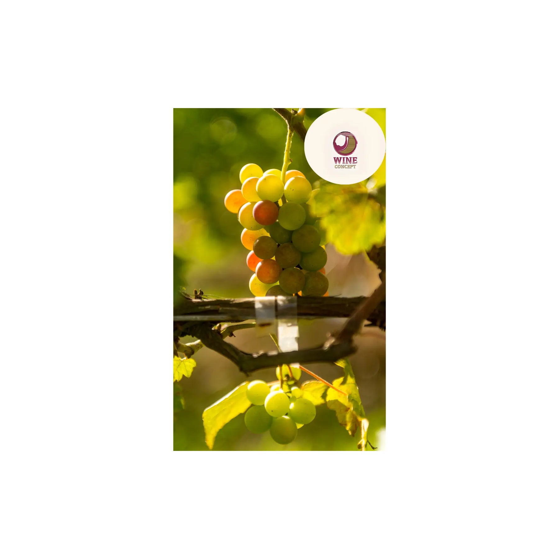 Wine Concept: variedades de uvas, estilo de vinos y su segmento premium 0es3.store