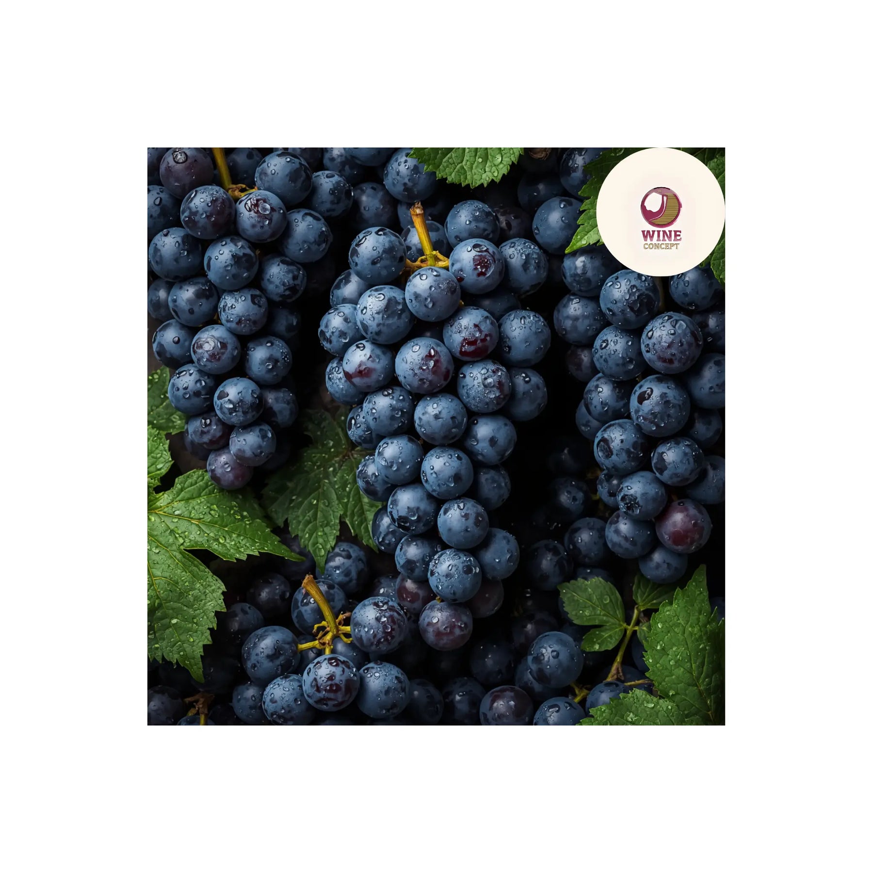 🍇 La nueva generación de uvas argentinas premium 0es3.store