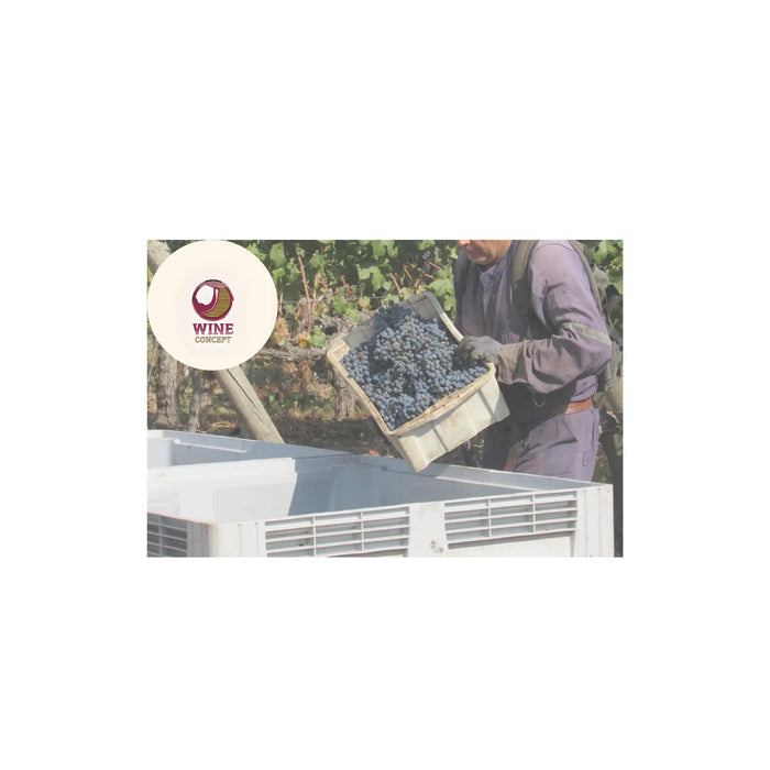 El-ciclo-anual-de-la-vid-Malbec-y-su-impacto-en-la-calidad-del-vino 0es3.store