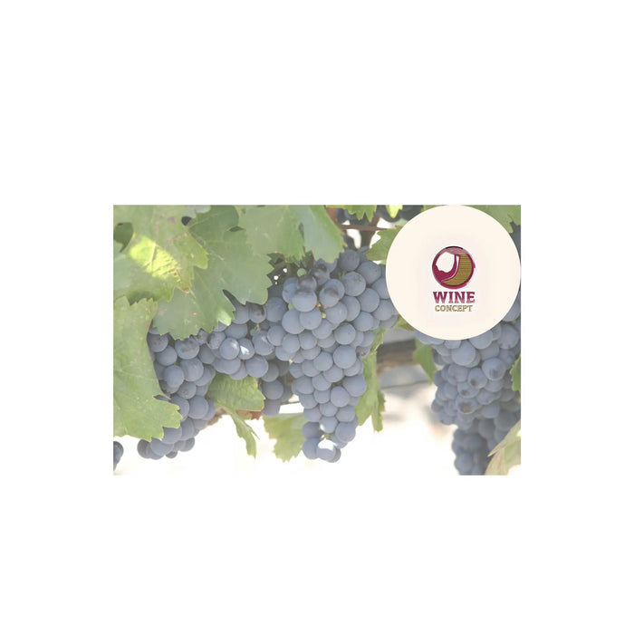 Malbec-en-Valle-de-Uco-la-elegancia-de-la-altura 0es3.store