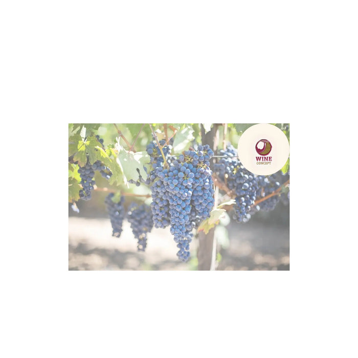 Malbec-Rosado-La-Expresión-Más-Fresca-de-una-Uva-Tradicional 0es3.store