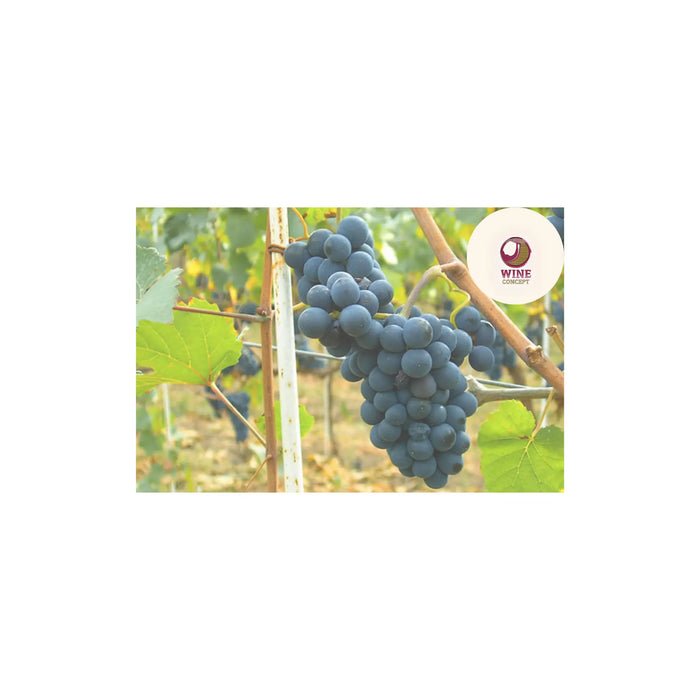 Pinot-Noir-de-Río-Negro-sutileza-sureña-en-cada-copa 0es3.store