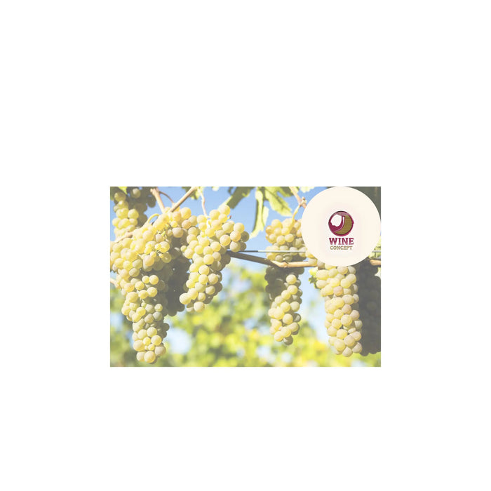 Viognier-en-Mendoza-Floral-Frutado-y-Poco-Explorado 0es3.store