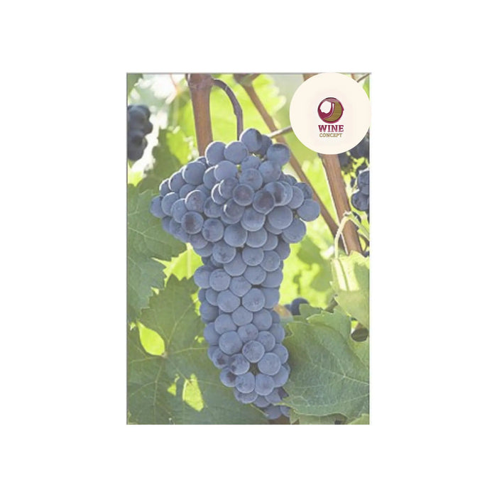 Qué-hace-especial-al-Cabernet-Franc-en-Argentina 0es3.store