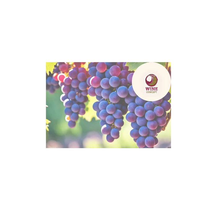 De-uva-olvidada-a-vino-top-el-renacimiento-de-la-Criolla-y-la-Bonarda 0es3.store