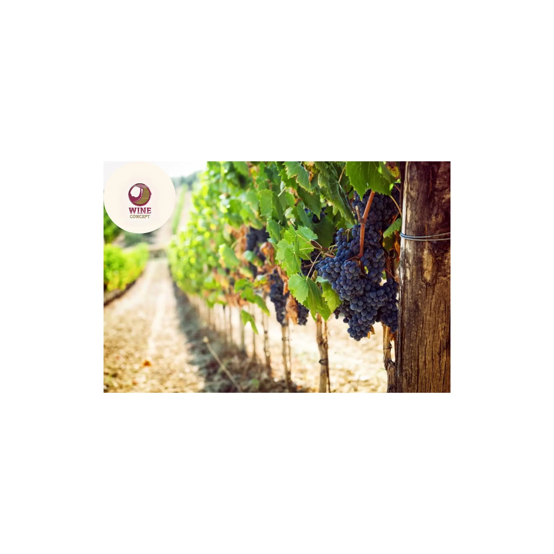 Vinos-imposibles-cepas-rescatadas-del-olvido 0es3.store