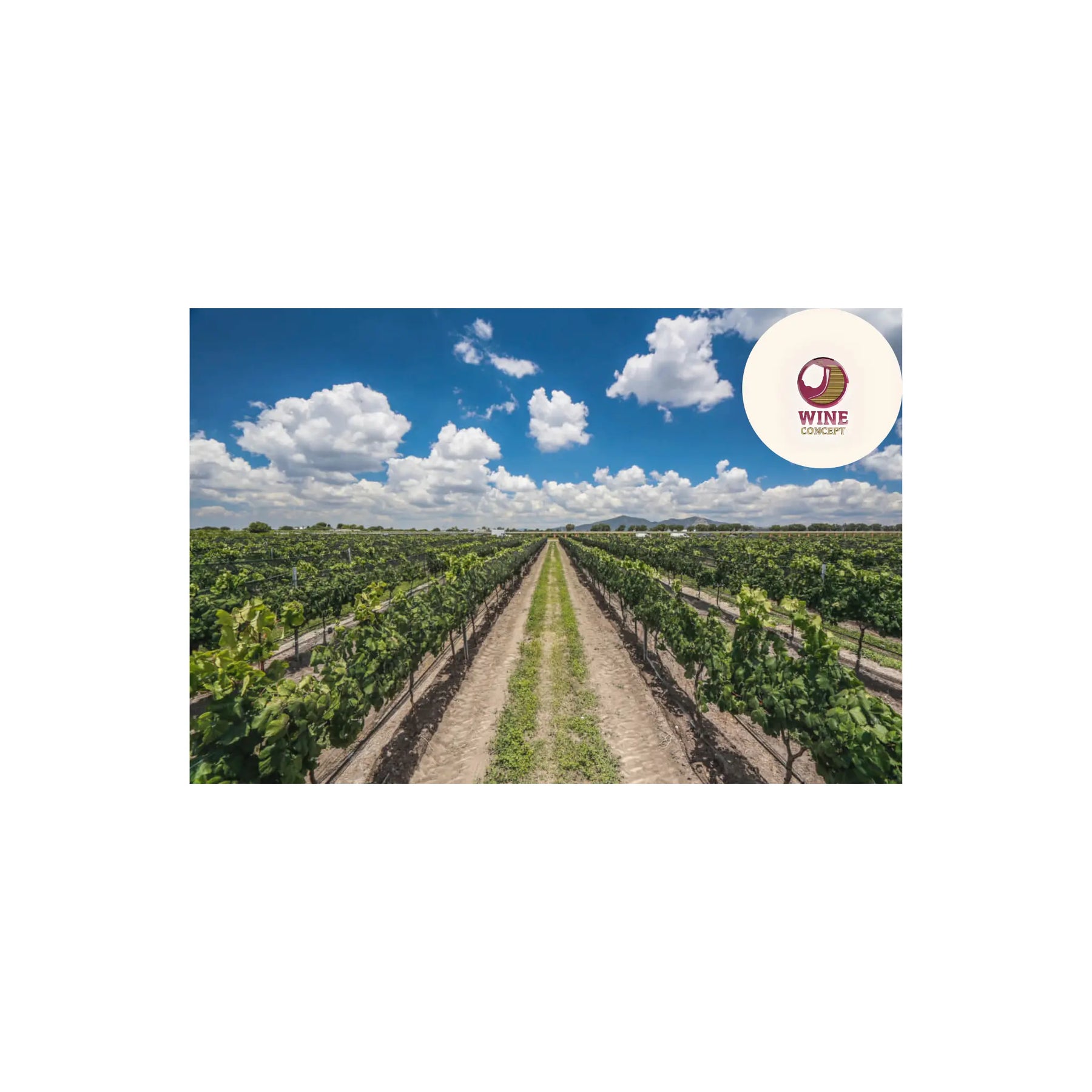 Terroirs-extremos-donde-el-vino-desafía-la-naturaleza 0es3.store