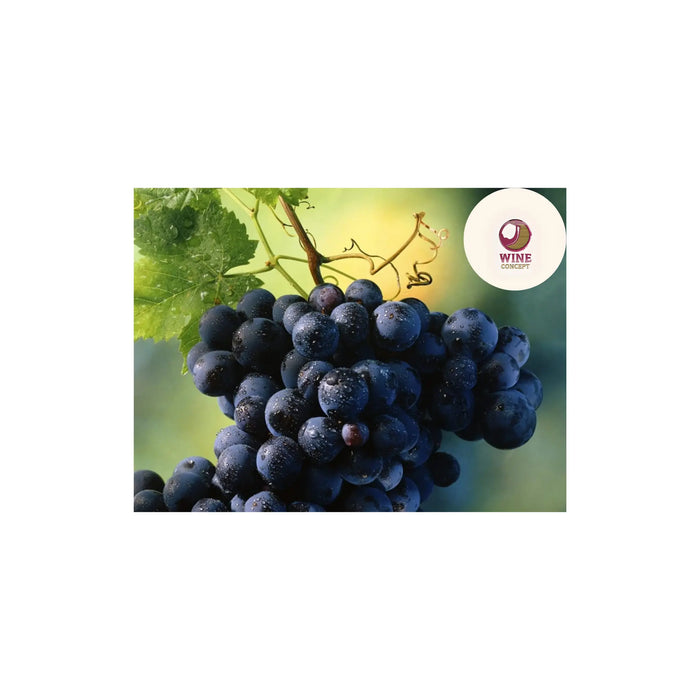 El-otro-rostro-del-Malbec-argentino-frescura-altura-y-personalidad 0es3.store