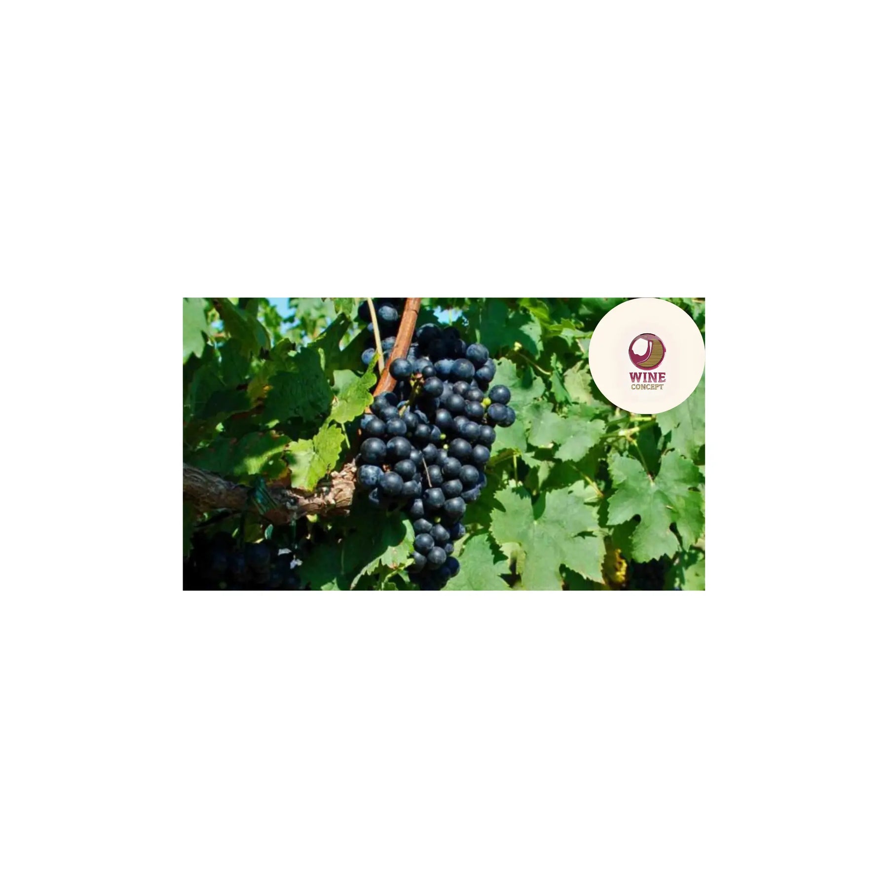 El-regreso-triunfal-del-Cabernet-Franc-argentino 0es3.store