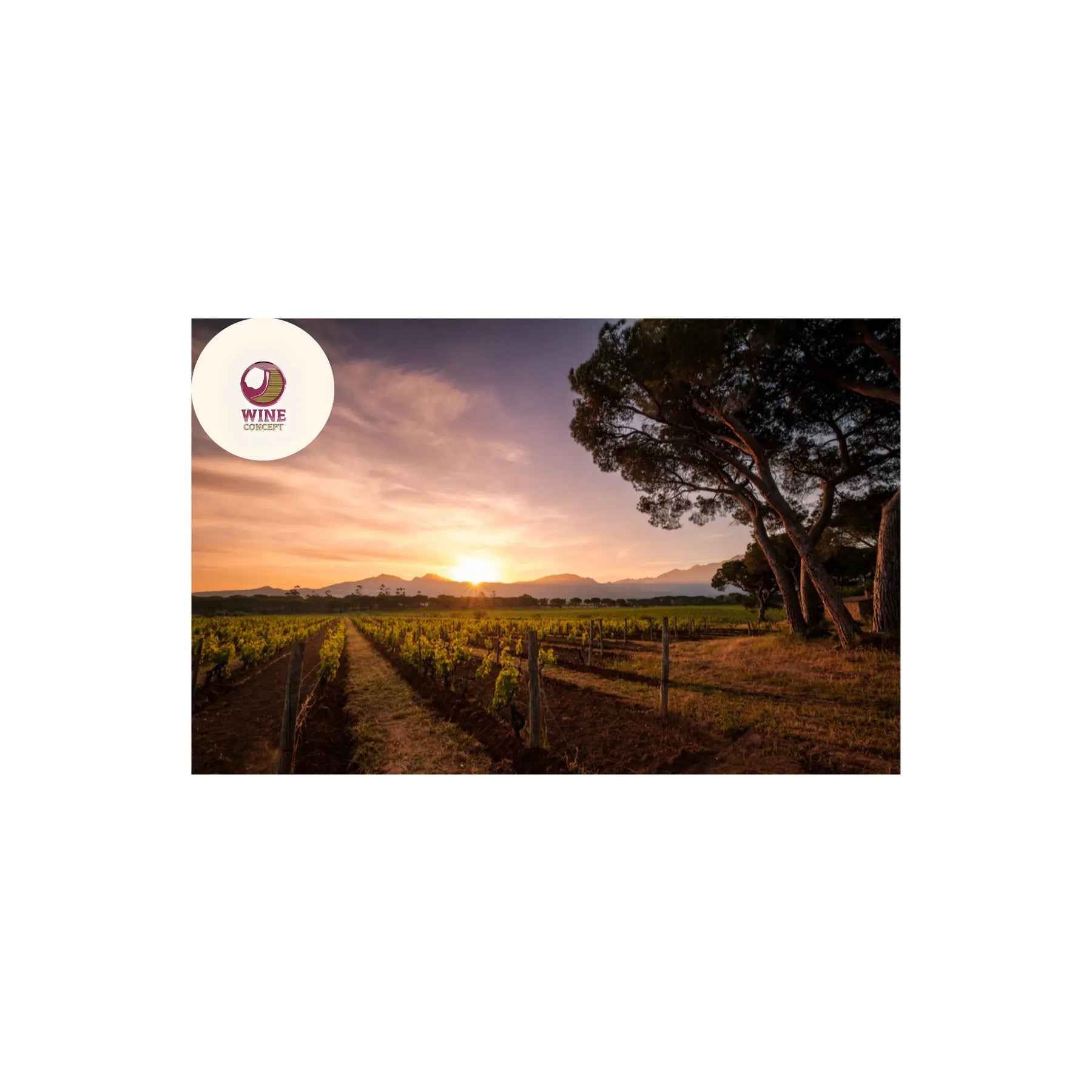 El-vino-como-espejo-del-clima 0es3.store