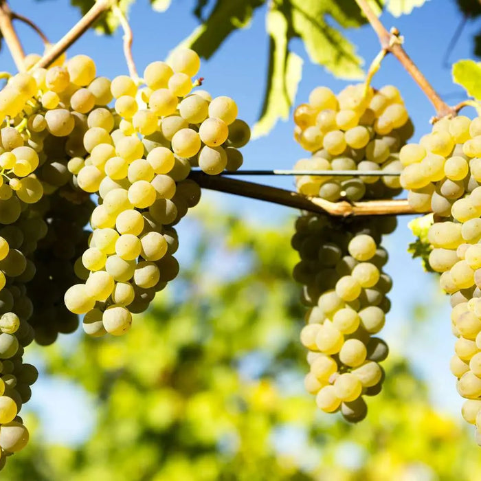 Viognier-en-Mendoza-Floral-Frutado-y-Poco-Explorado 0es3.store