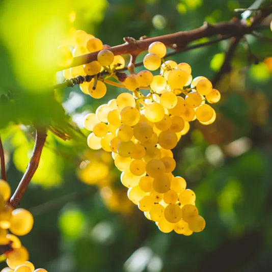 Chardonnay-Elegancia-y-Versatilidad-en-Cada-Copa 0es3.store