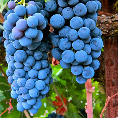 El-Encanto-del-Merlot-Delicadeza-en-Cada-Sorbo 0es3.store