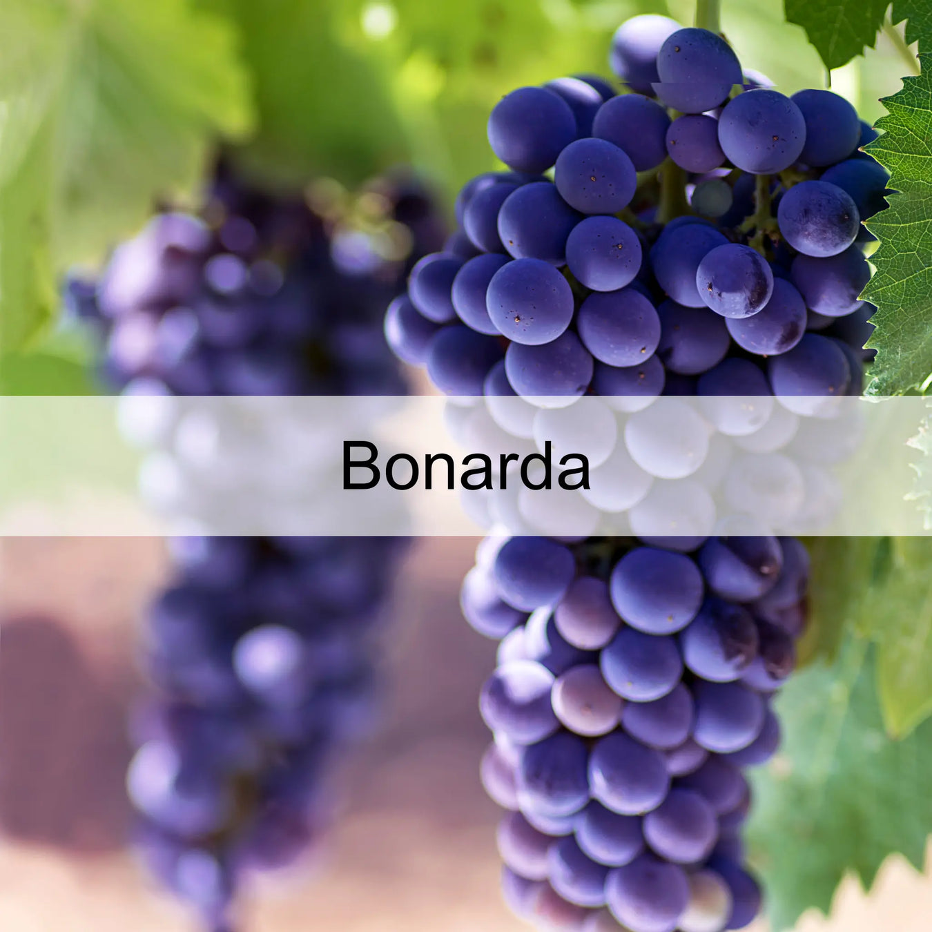 Bonarda 0es3.store