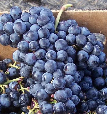 Cabernet-Franc 0es3.store