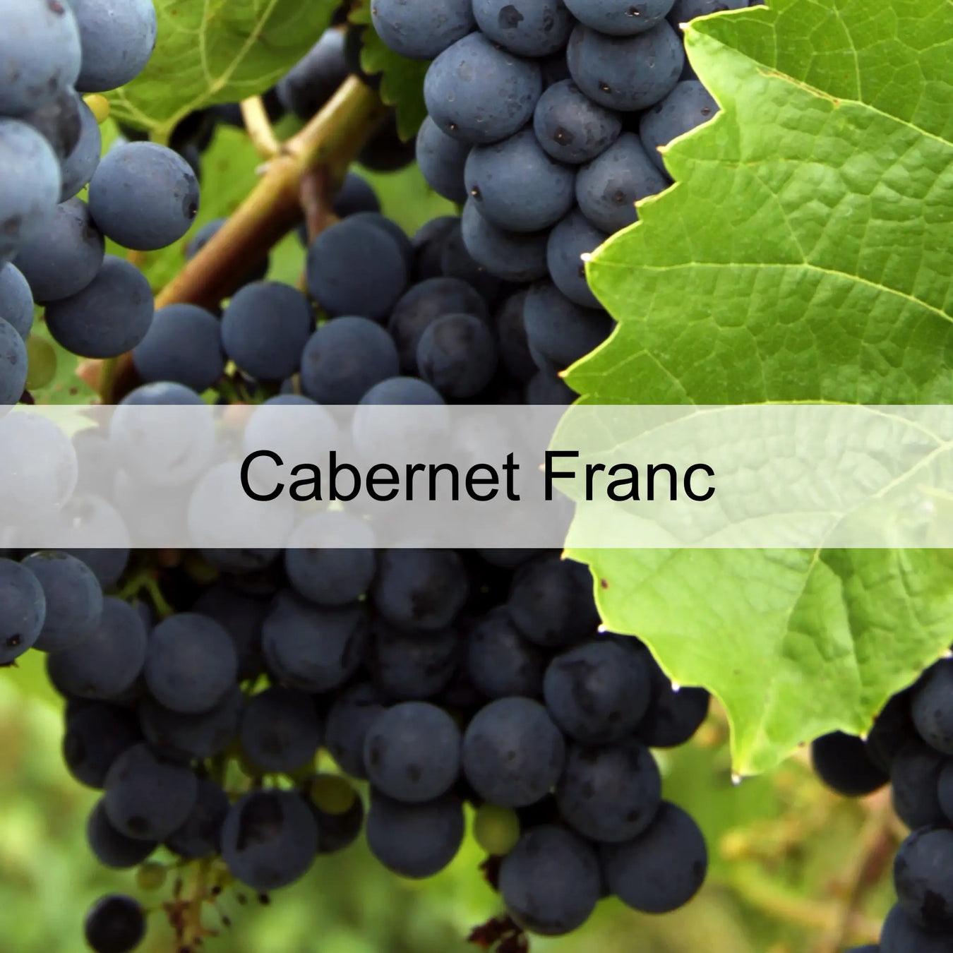 Cabernet-Franc 0es3.store
