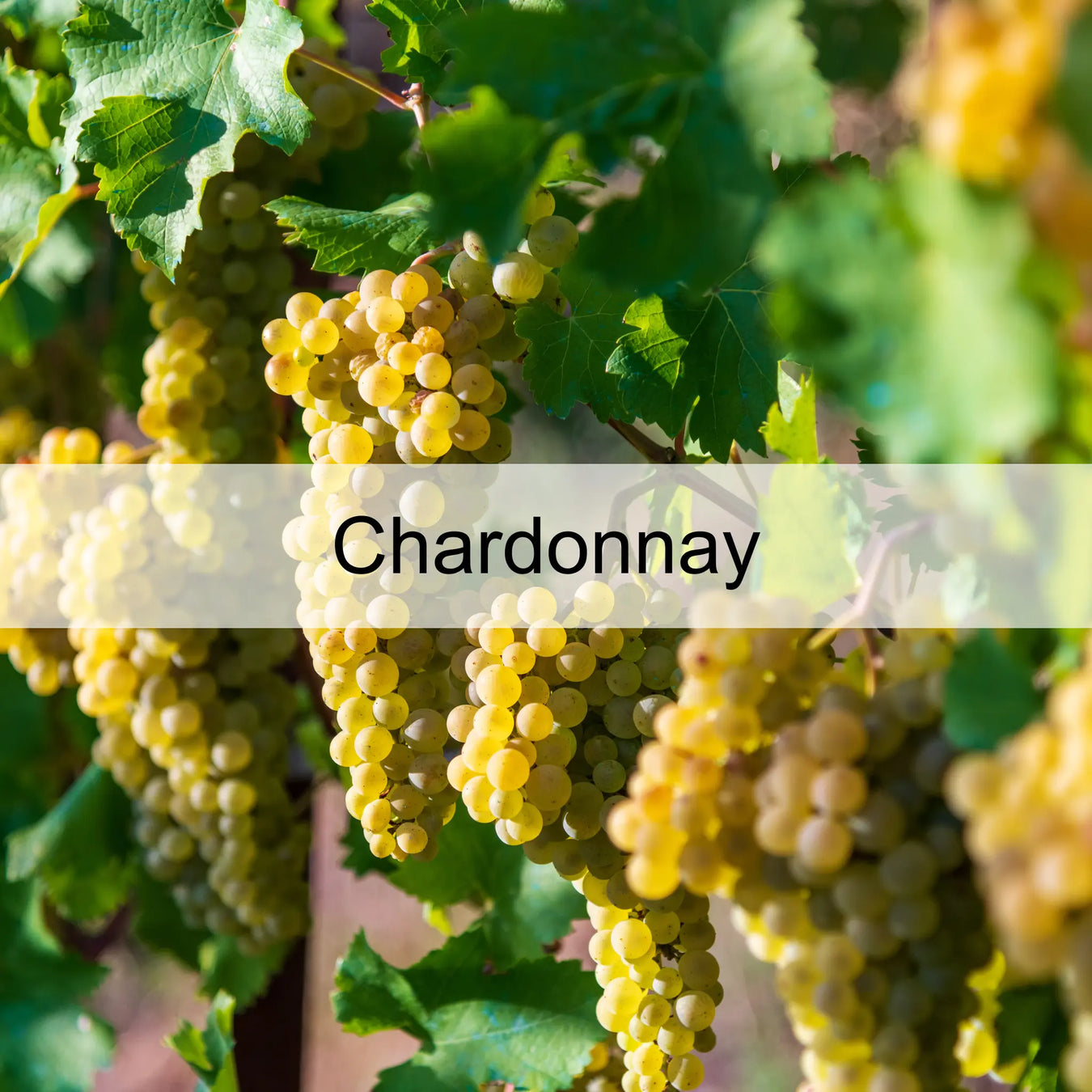 Uva-Chardonnay 0es3.store