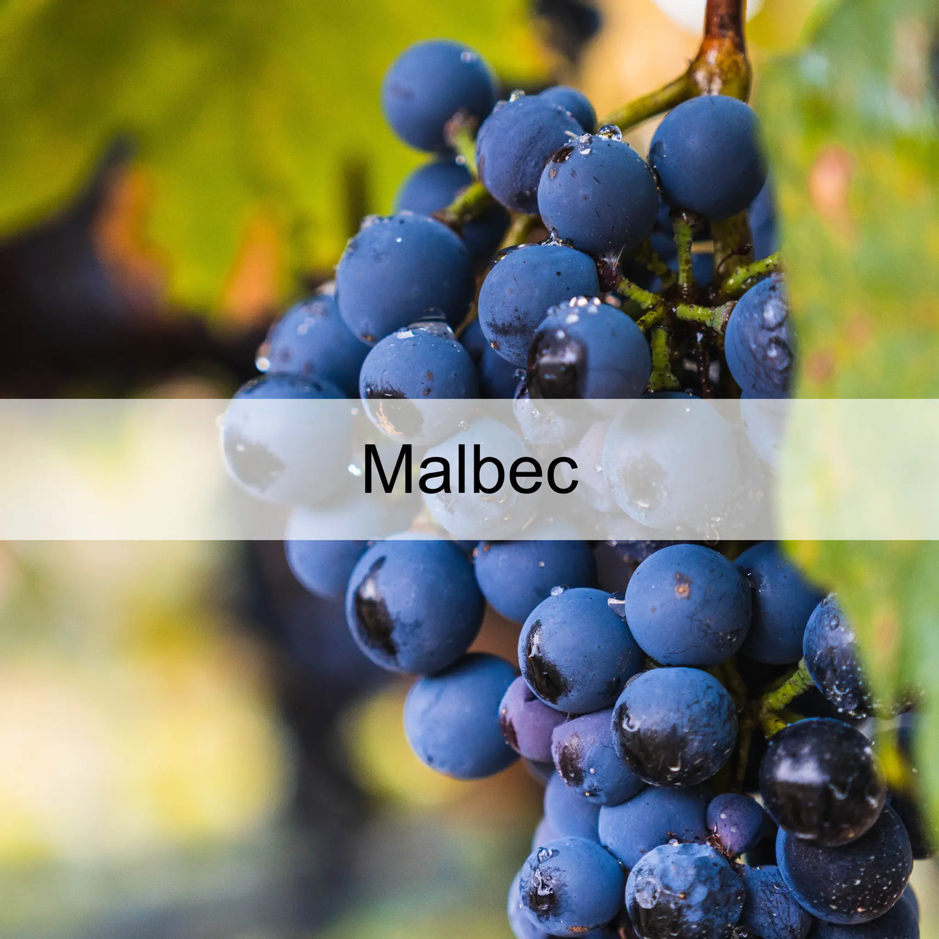 Malbec