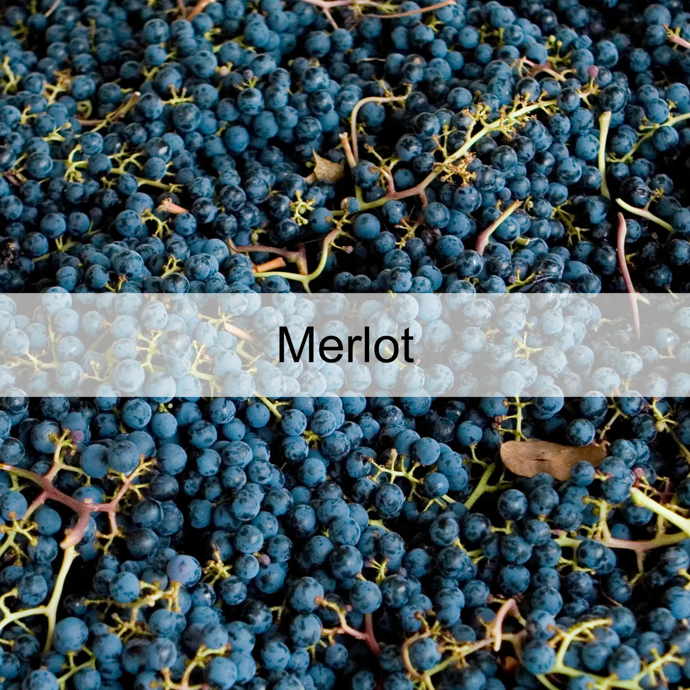 Merlot 0es3.store