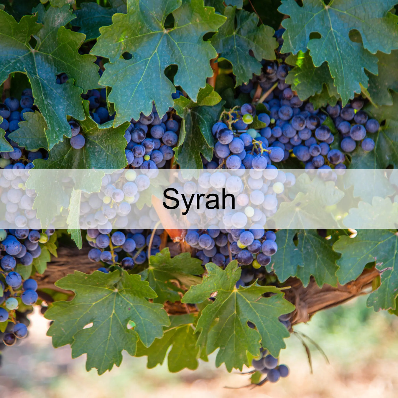 Uva-Syrah 0es3.store