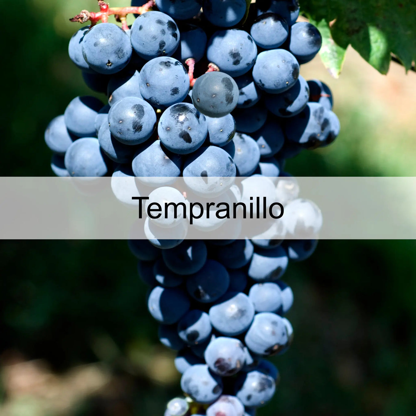 Uva-Tempranillo 0es3.store
