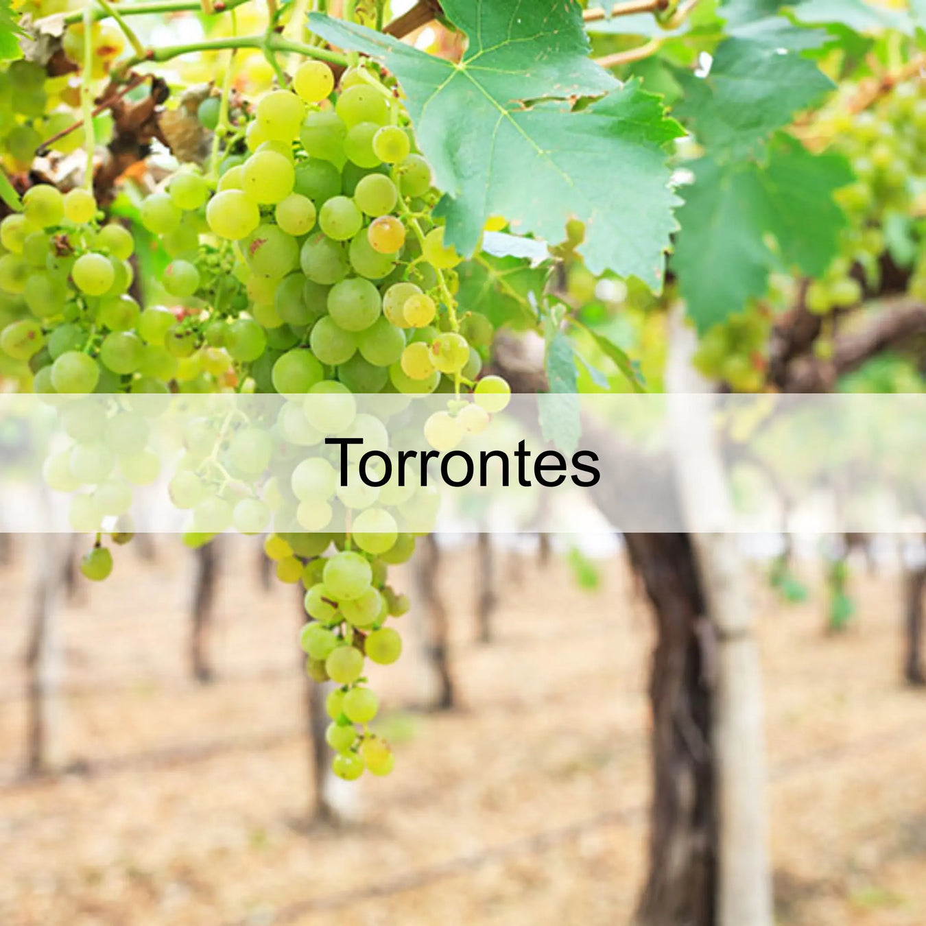 Uva-Torrontes 0es3.store