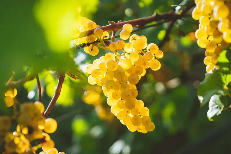 Uva-Chardonnay 0es3.store
