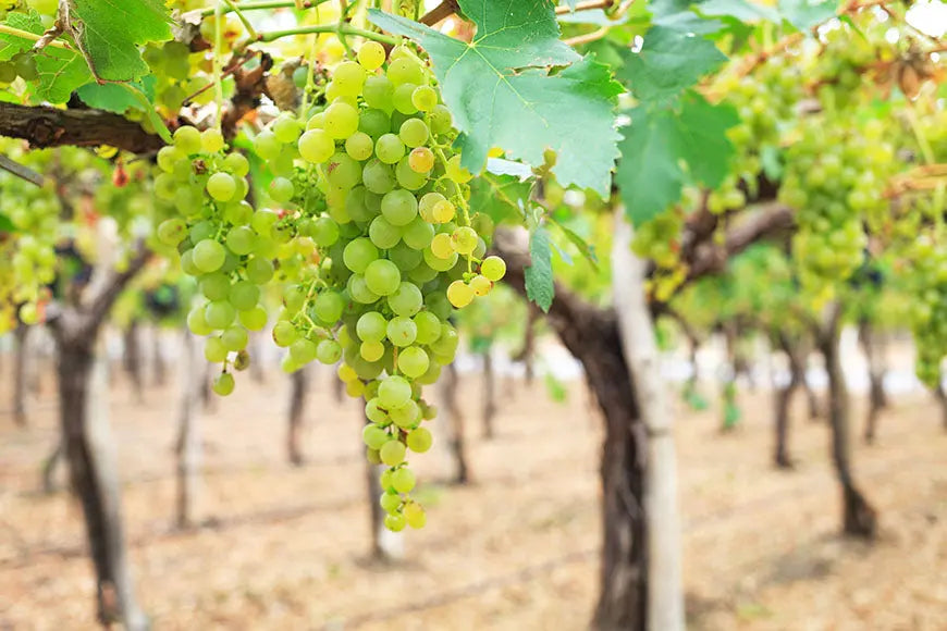 Uva-Torrontes 0es3.store
