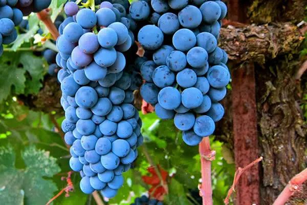 Merlot 0es3.store