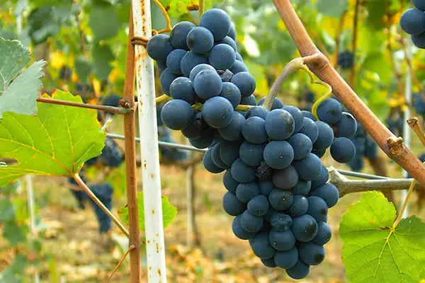 Pinot-Noir 0es3.store