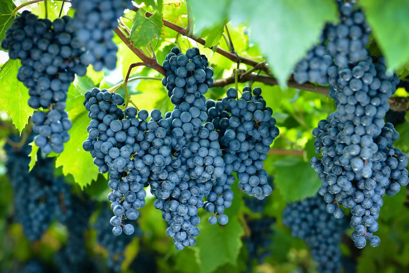 Uva-Syrah 0es3.store