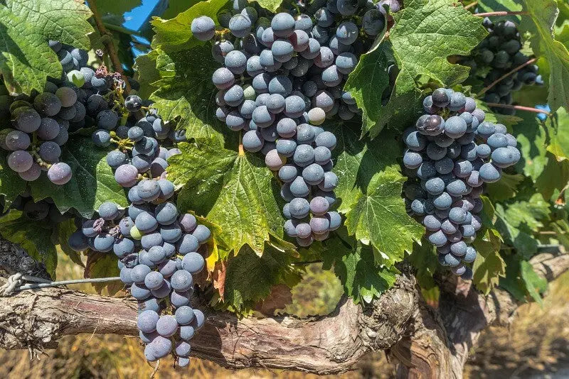 Uva-Tempranillo 0es3.store